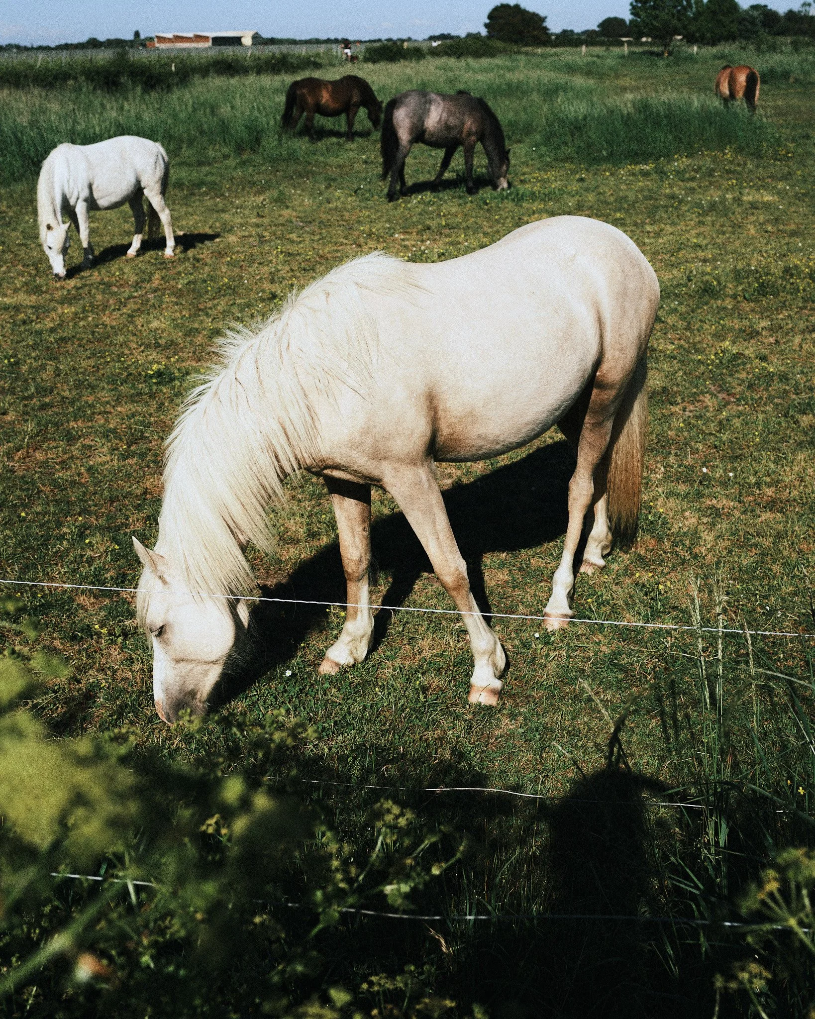 2025_aurelie_joly_photography_art_direction_paris_horse.jpg
