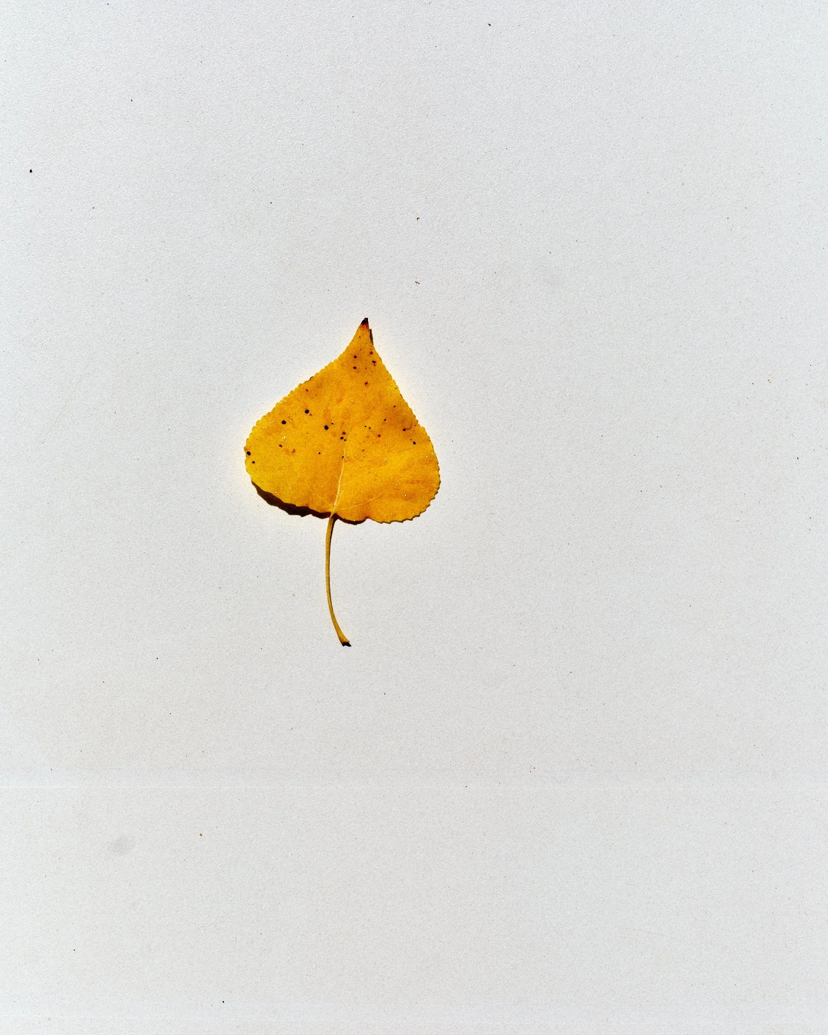 DSCF4684.jpg