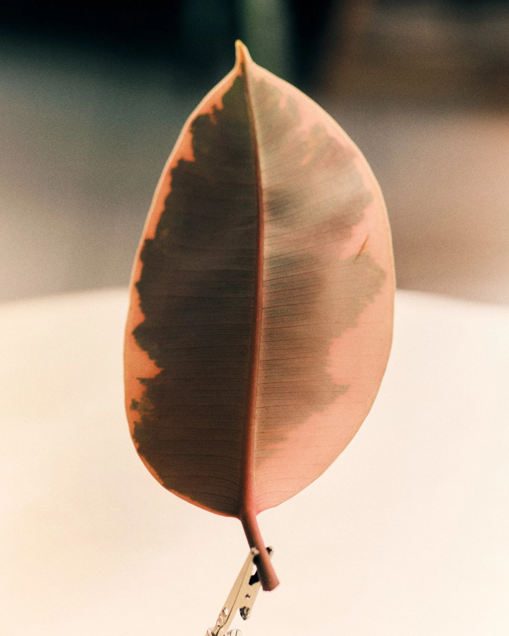 2510_FUJI_GFX_PERSO0591.jpg