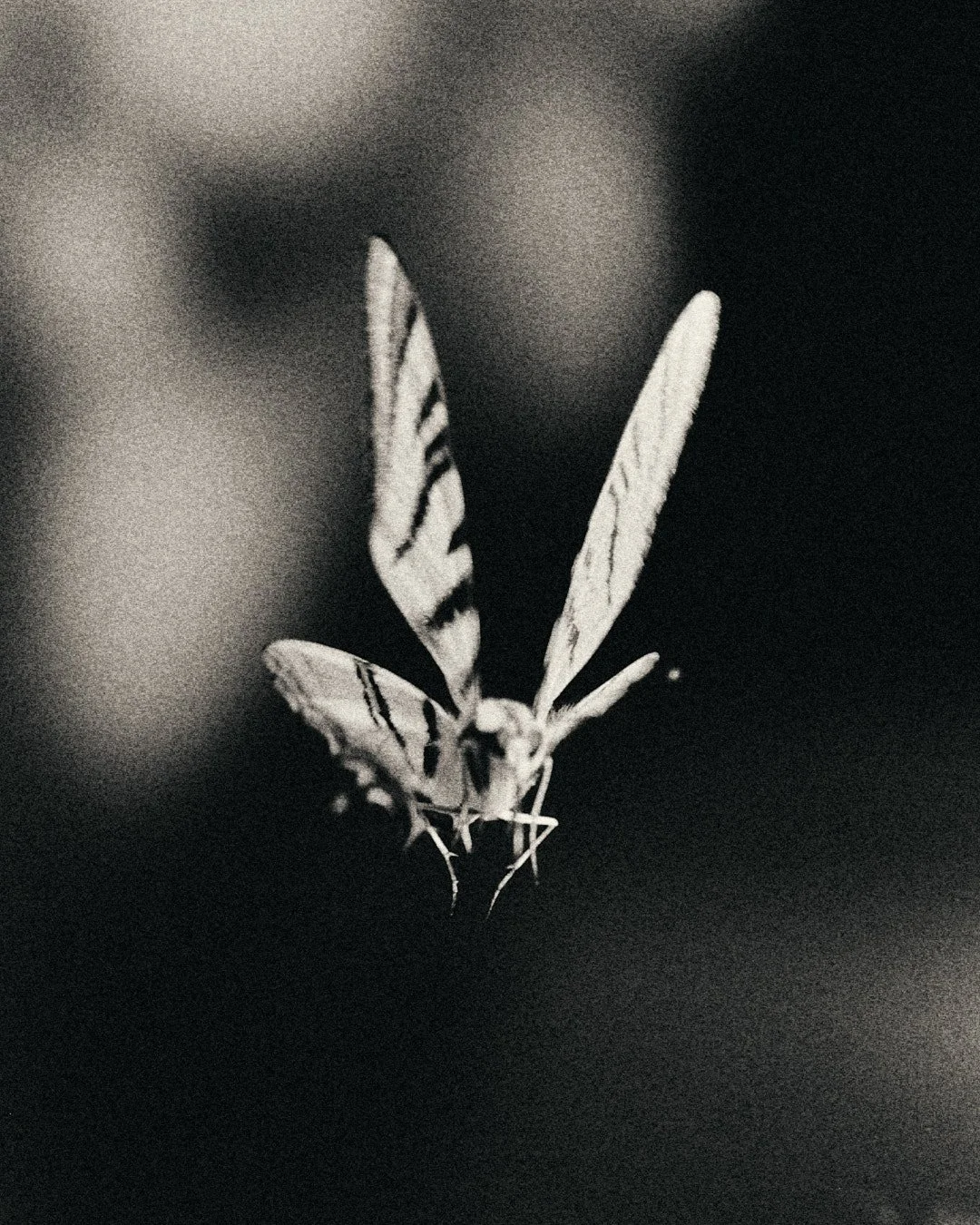 DSCF4980.jpg