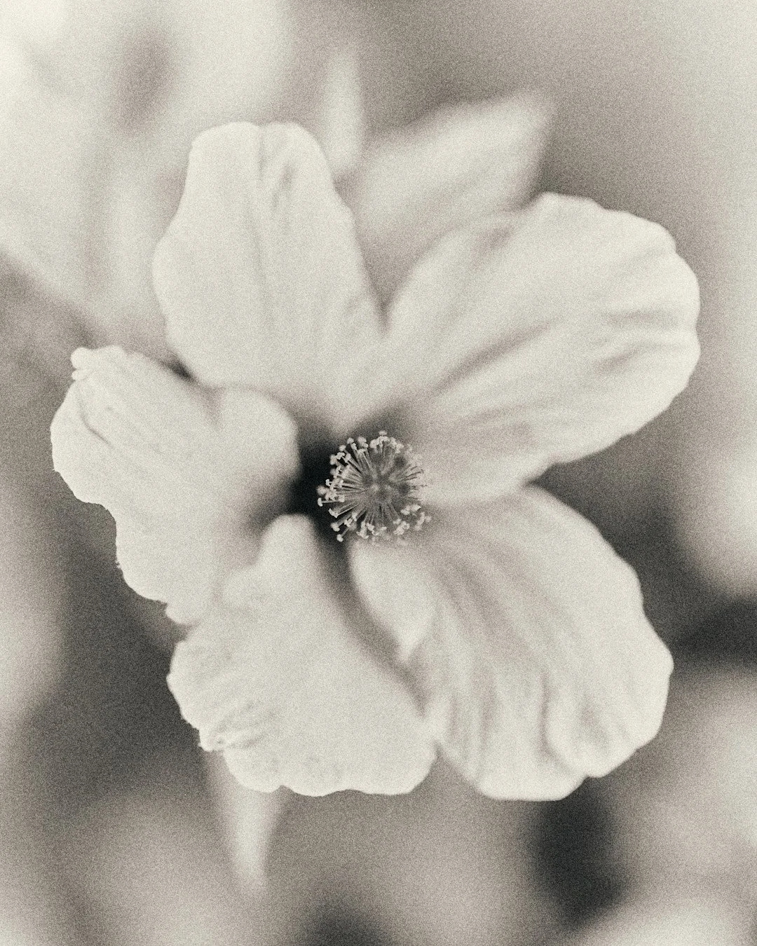 DSCF4784.jpg