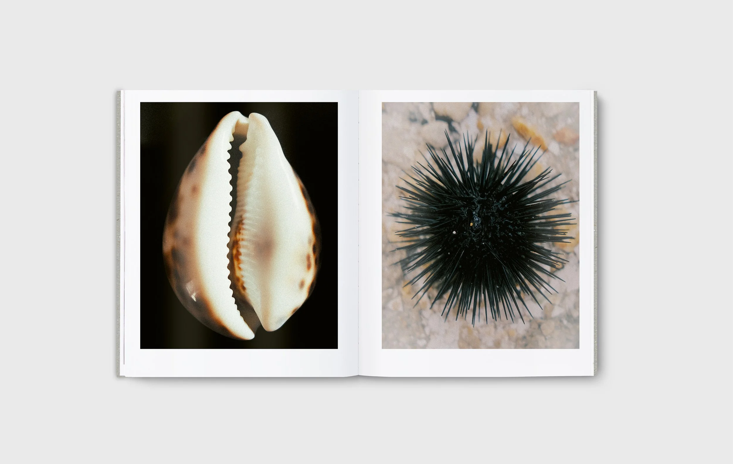 CRUMBS-spreads02.jpg