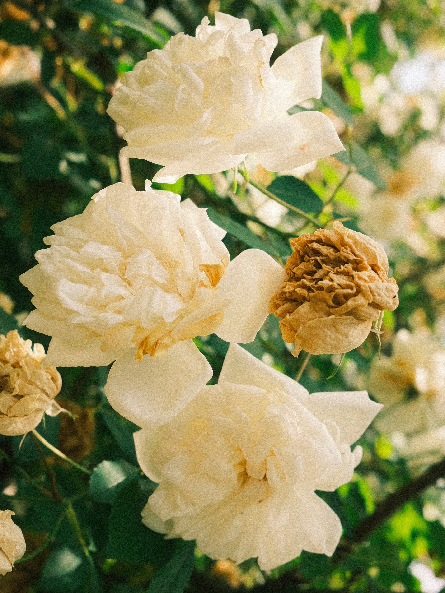 Travel photography of white roses in Umberto Pasti’s Rohuna garden in Morocco, photographed in warm natural sunlight.