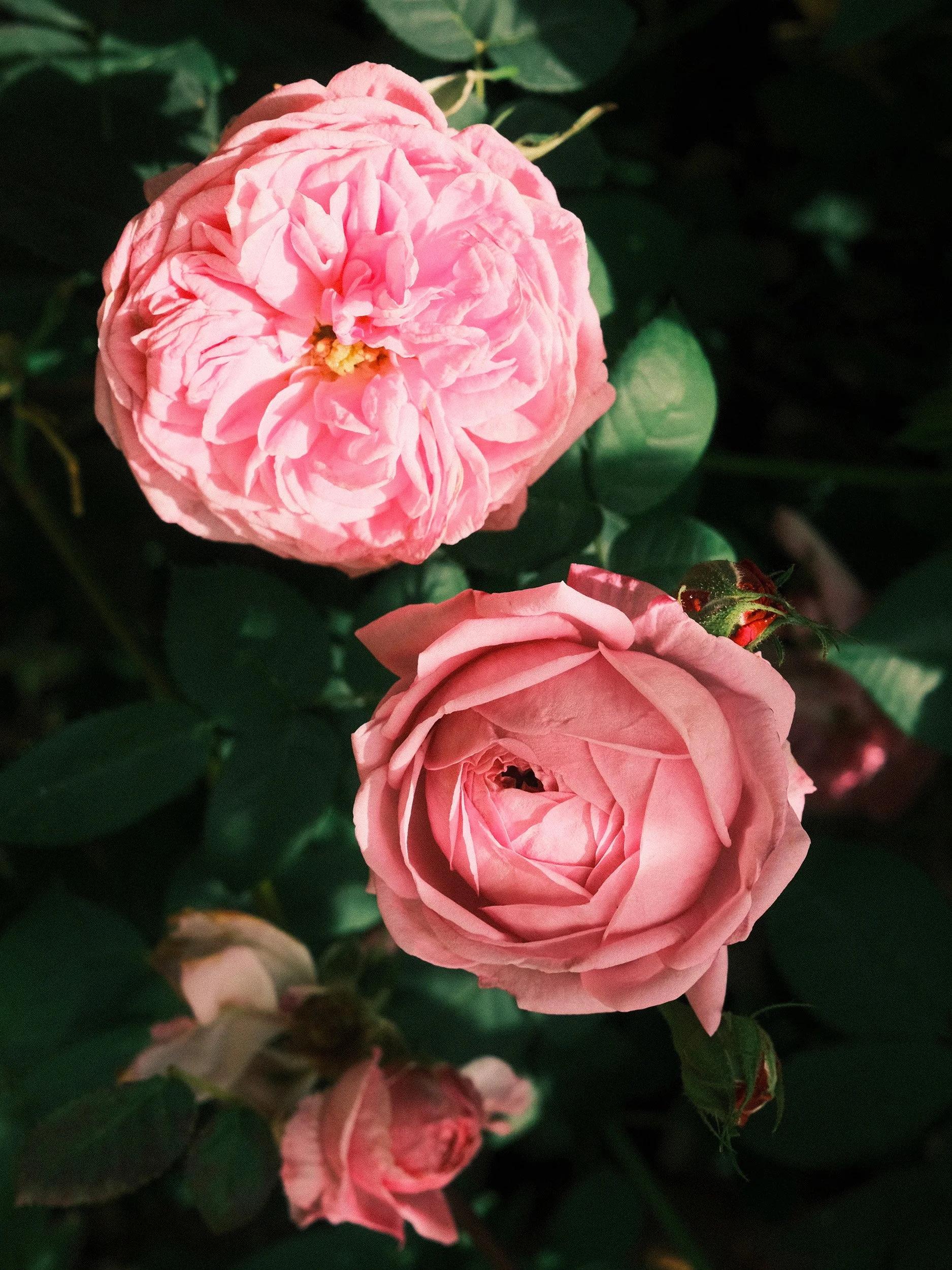 Travel and botanical photography of blooming pink roses in Umberto Pasti’s Rohuna garden in Morocco, photographed in dramatic natural sunlight.