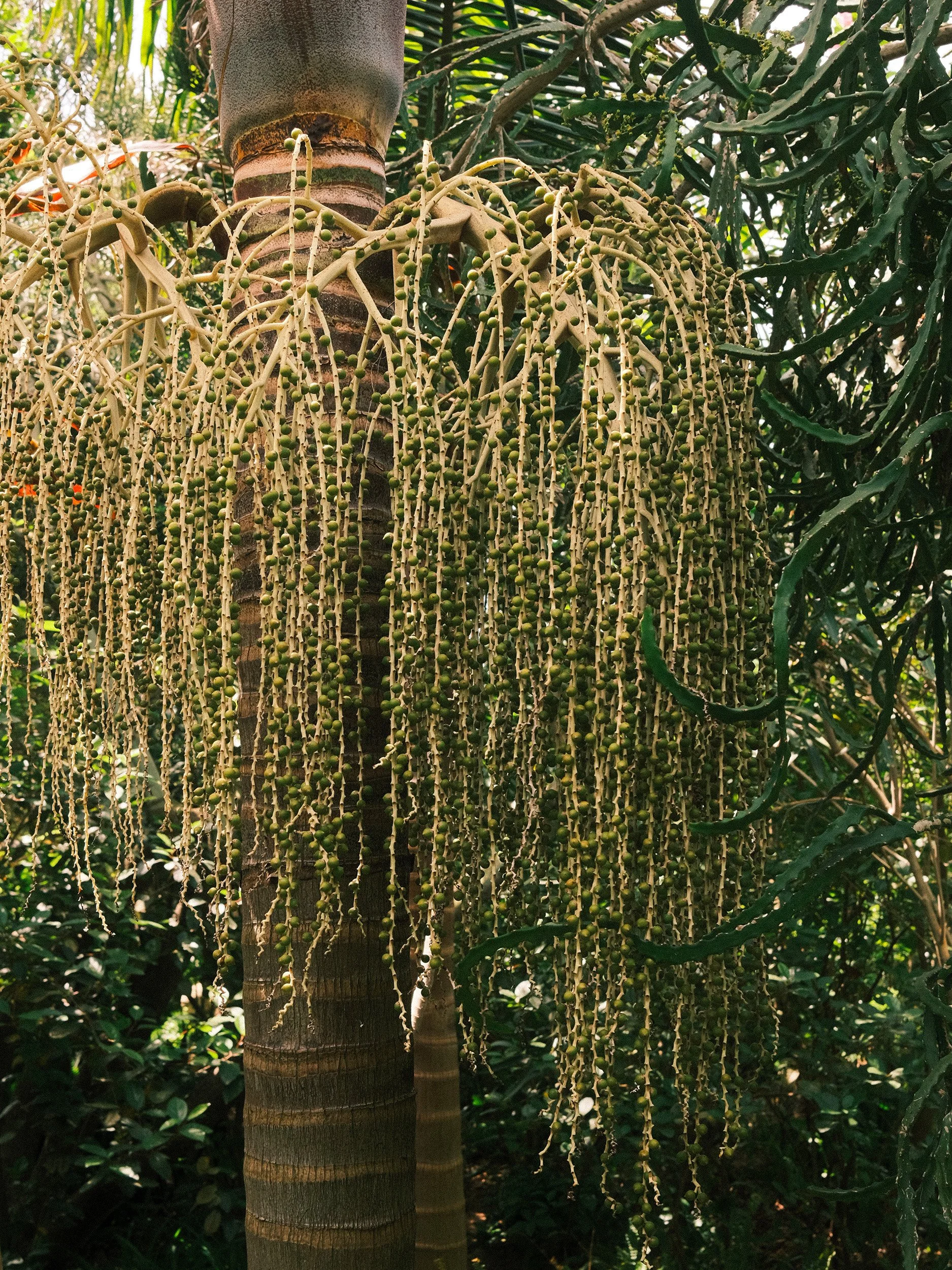 Travel and botanical photography of a palm tree with cascading green fruit clusters in Umberto Pasti’s Rohuna garden in Morocco.