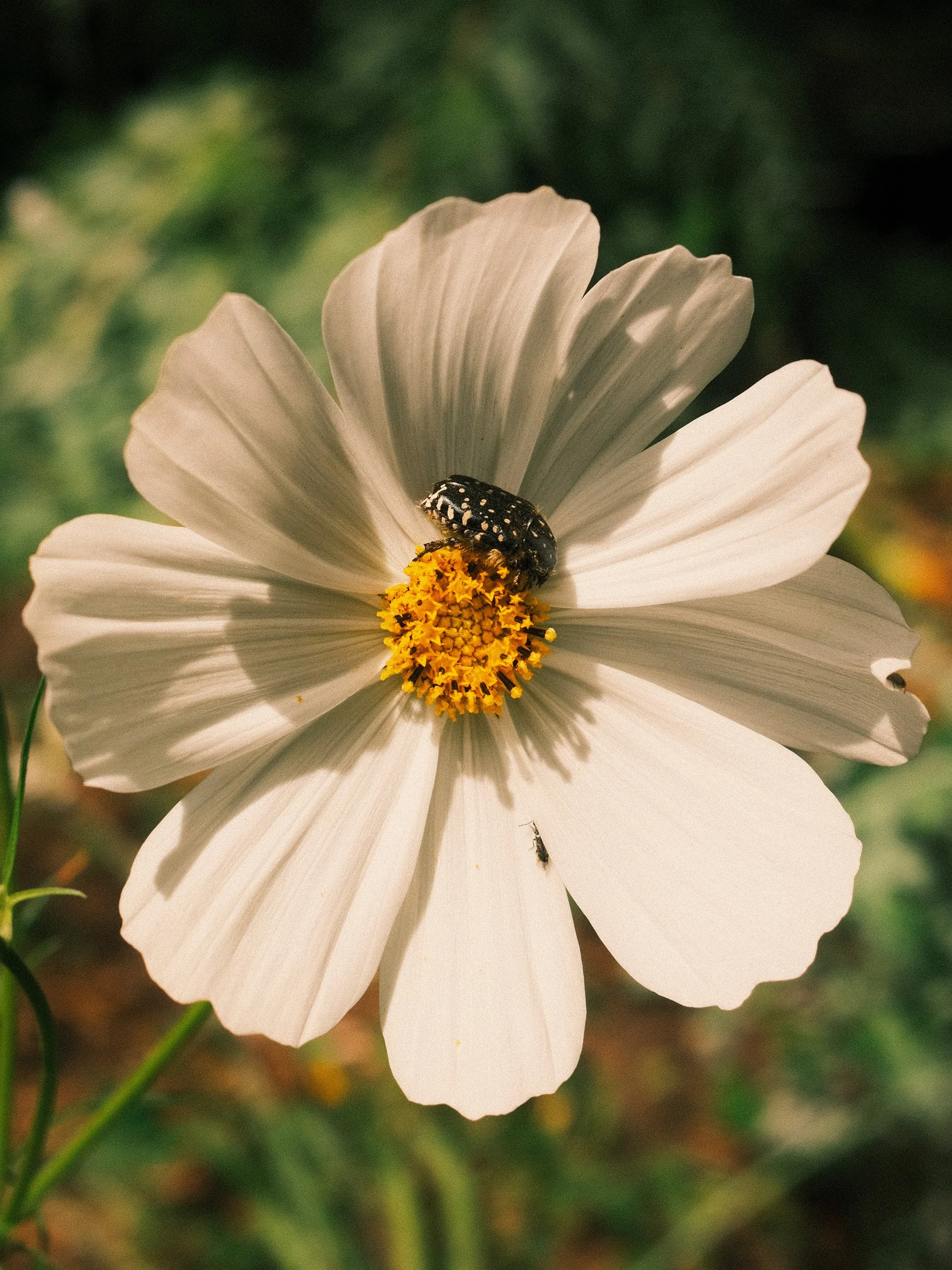 Travel and botanical photography of a white flower with a beetle in Umberto Pasti’s Rohuna garden in Morocco, photographed in natural sunlight.