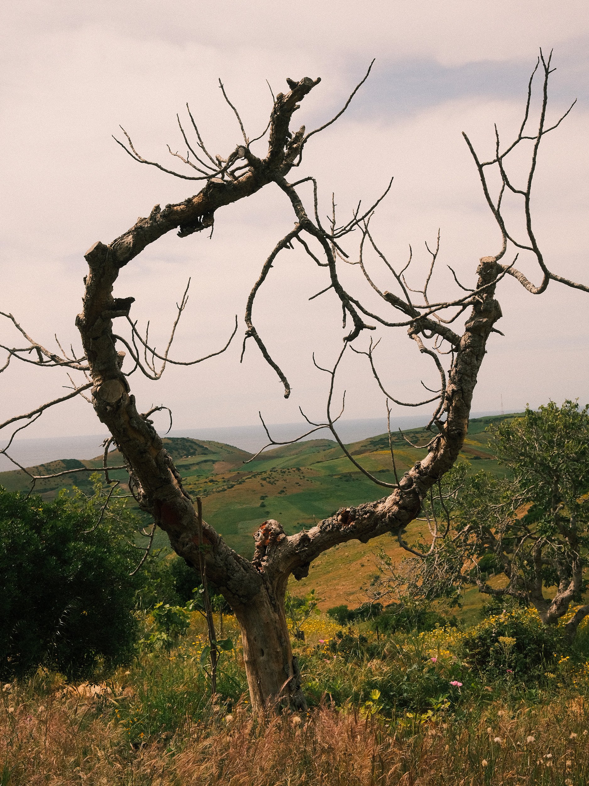 Travel and landscape photography of a sculptural bare tree overlooking the rolling hills and coastline near Umberto Pasti’s Rohuna garden in Morocco.
