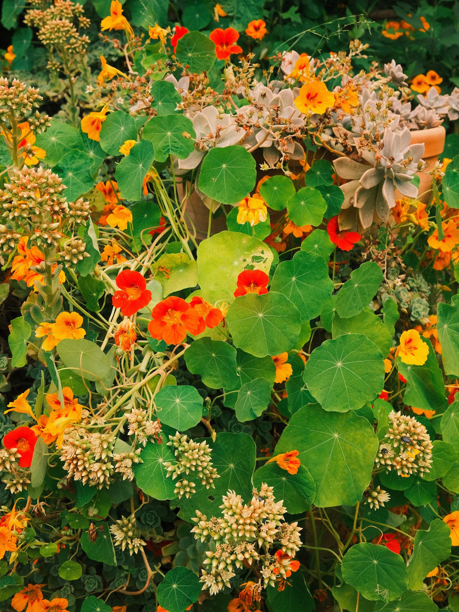 Travel and botanical photography of vibrant orange nasturtiums and succulents growing together in Umberto Pasti’s Rohuna garden in Morocco.