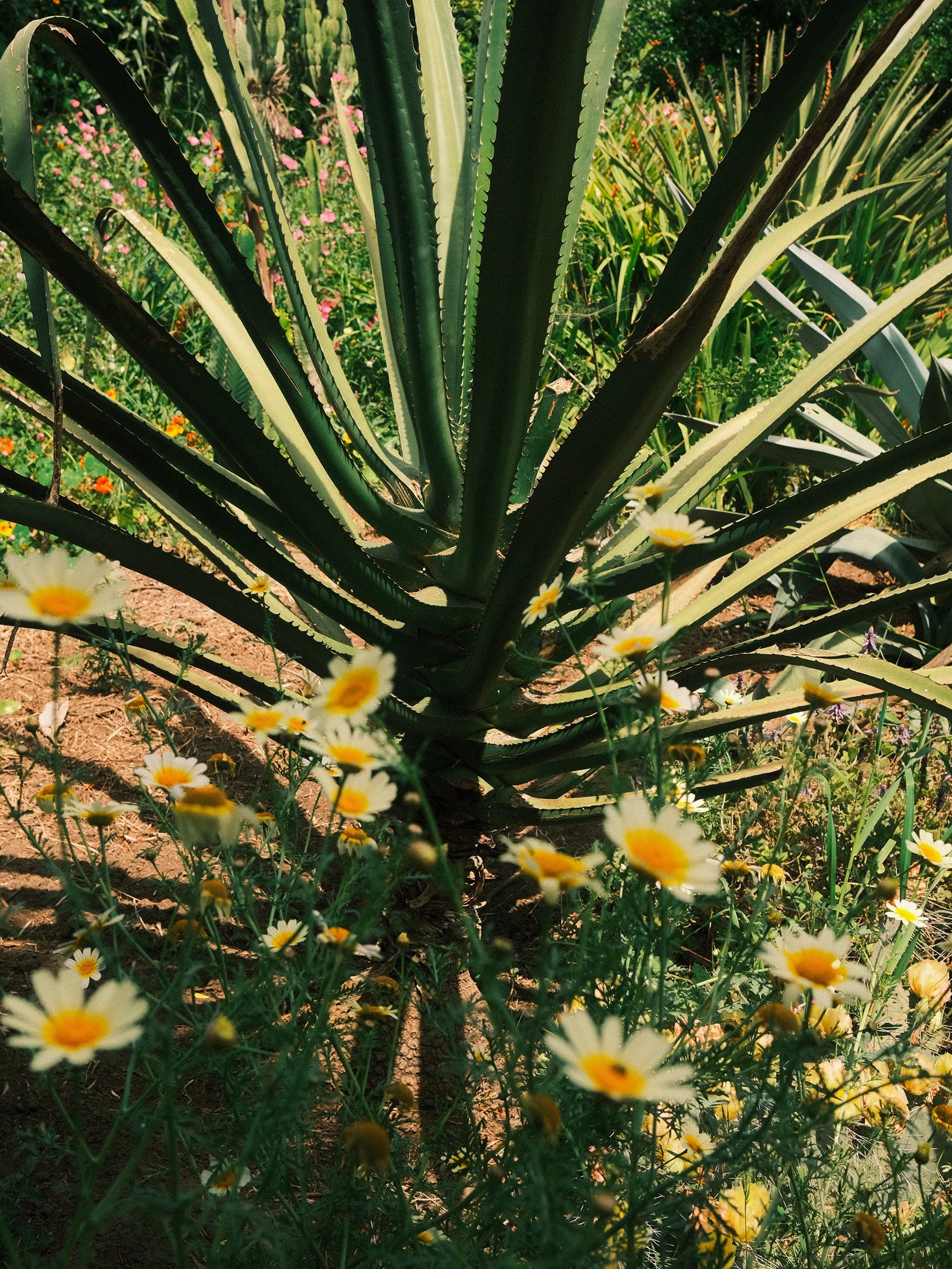 Travel and botanical photography of a large agave surrounded by wild daisies in Umberto Pasti’s Rohuna garden in Morocco, photographed in bright natural sunlight.