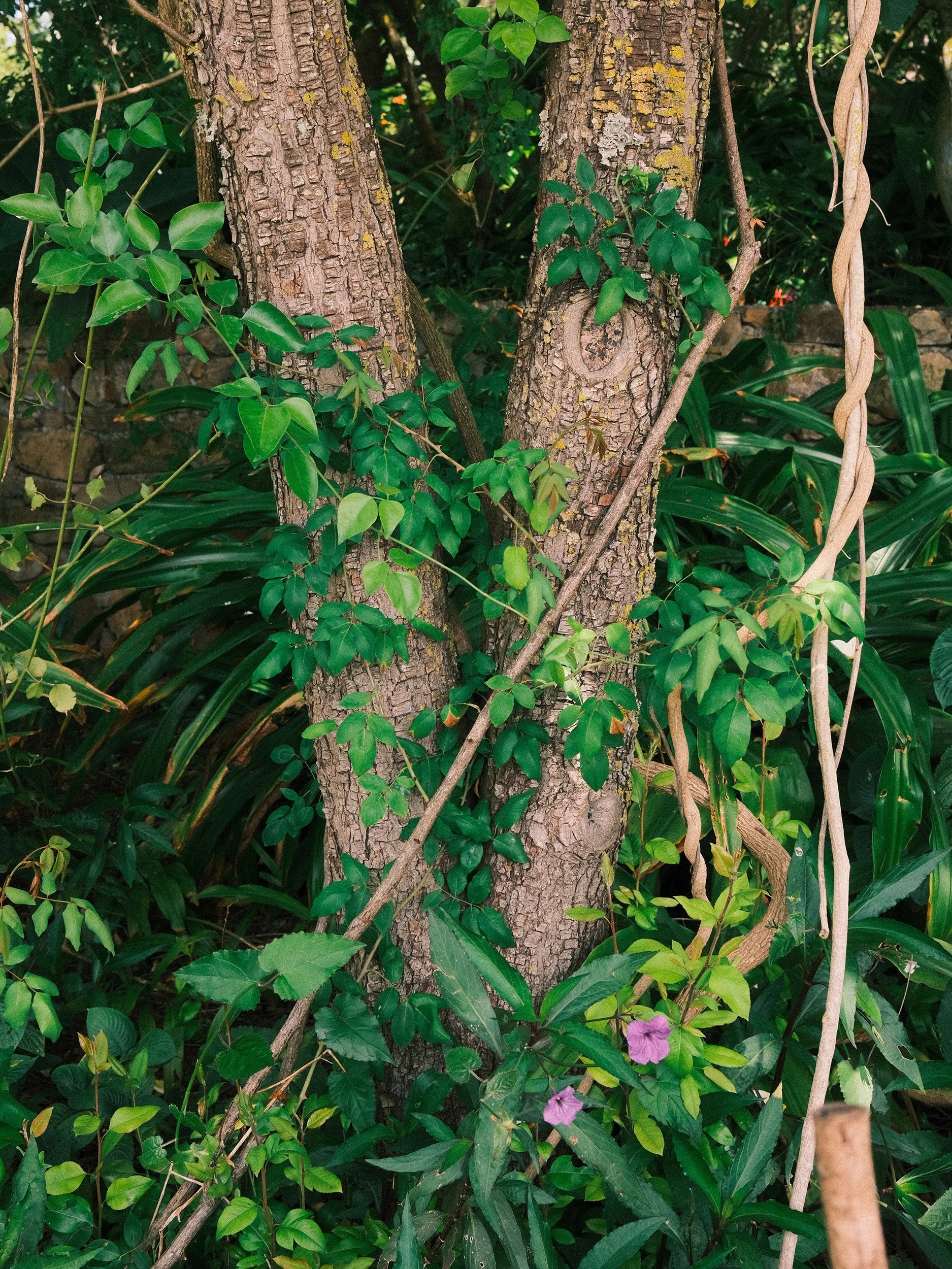 Travel and botanical photography of tree trunks covered in climbing green foliage and purple flowers in Umberto Pasti’s Rohuna garden in Morocco.