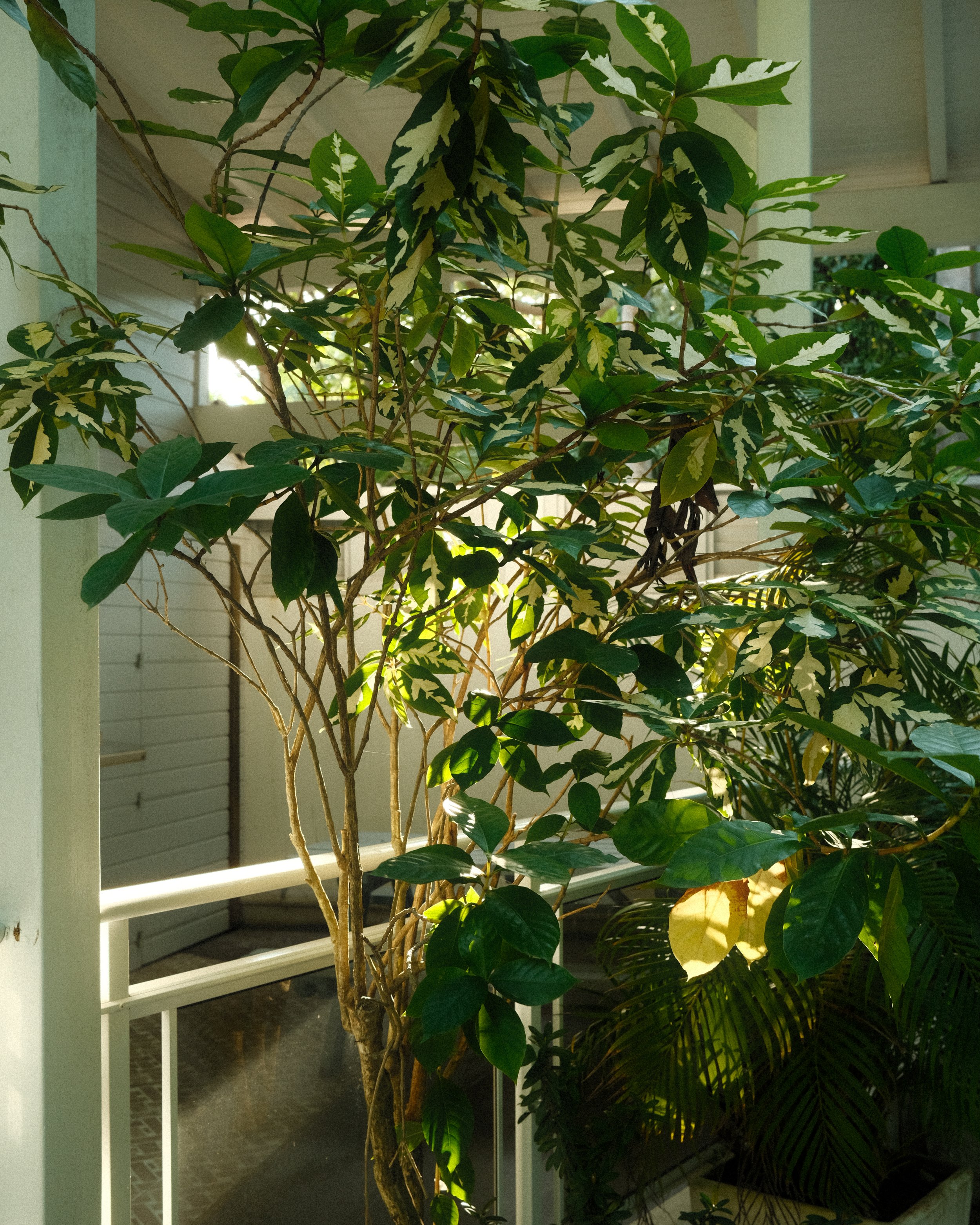 2402_fuji_guadeloupe_231.jpg