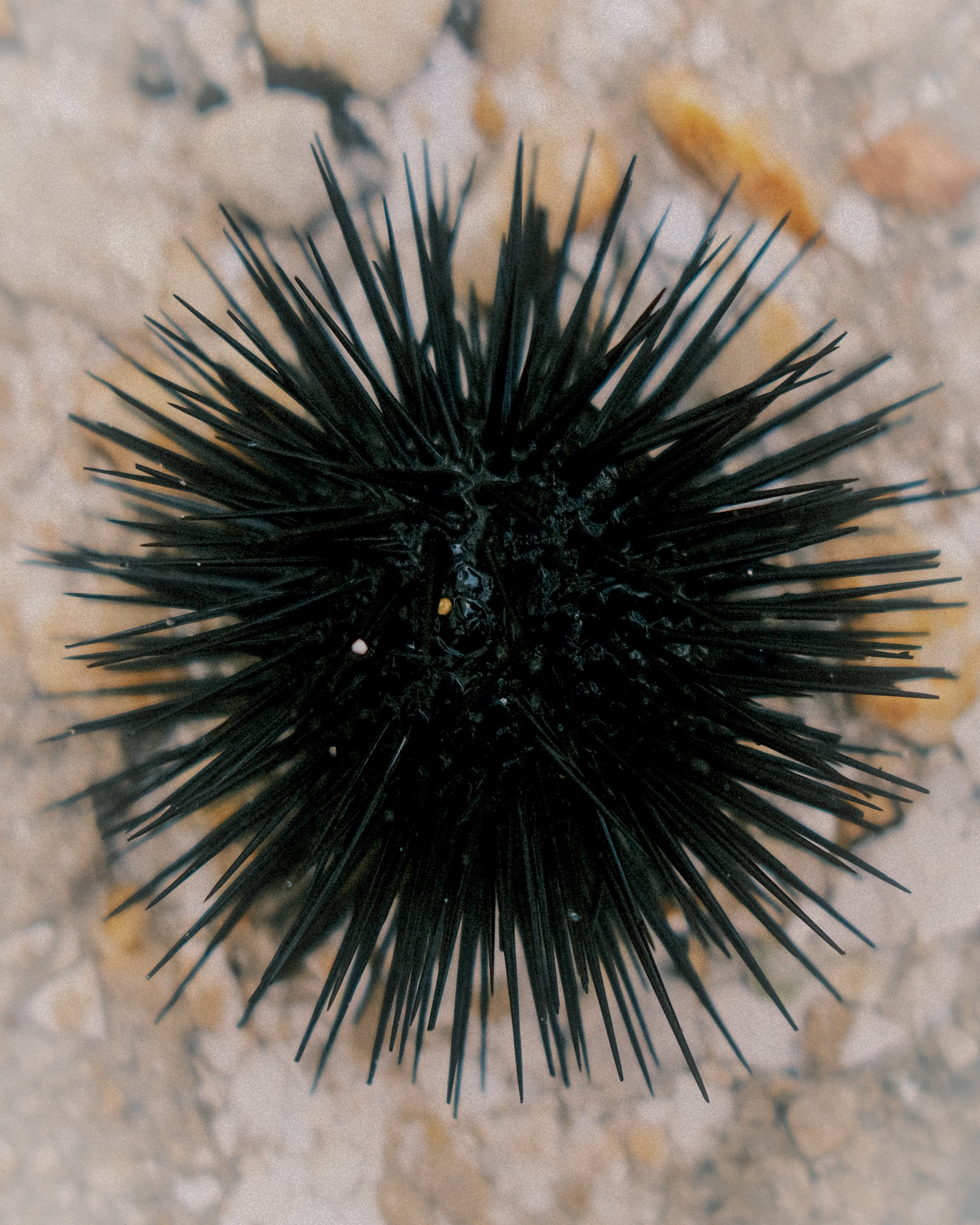 DSCF2368.jpg