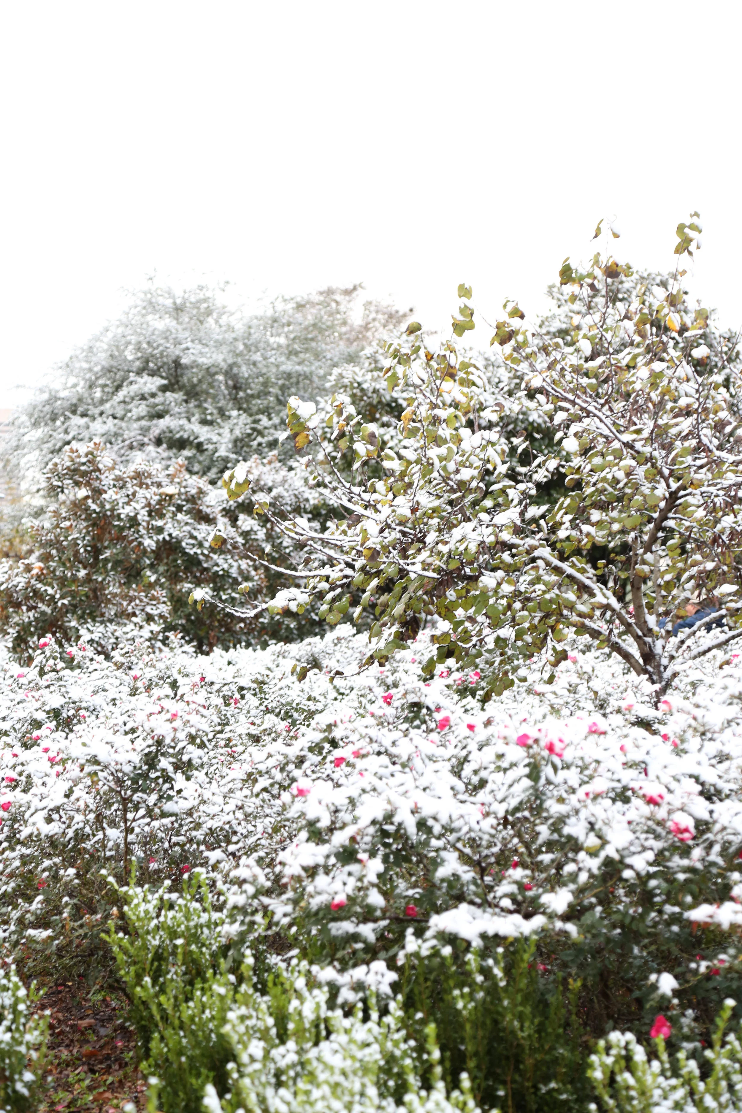 Snow 1 (1 of 1).jpg