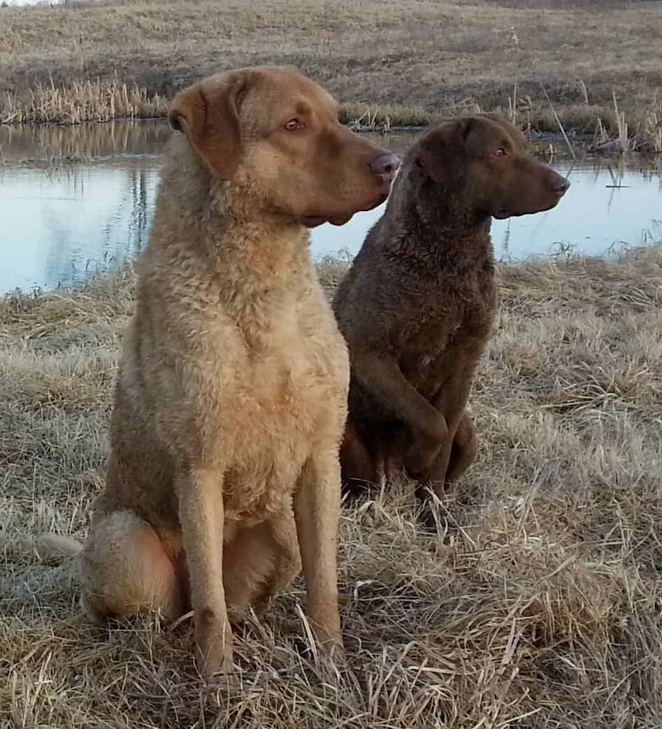 Field Trial Chesapeake Bay Retrievers 2025