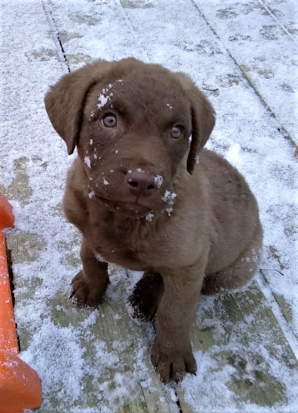 Snow pup