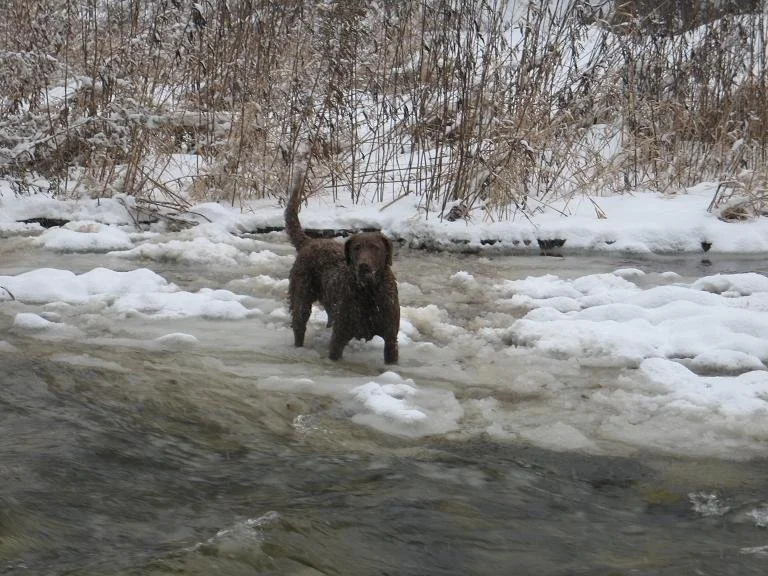 Oria not fazed by the upstate NY winters