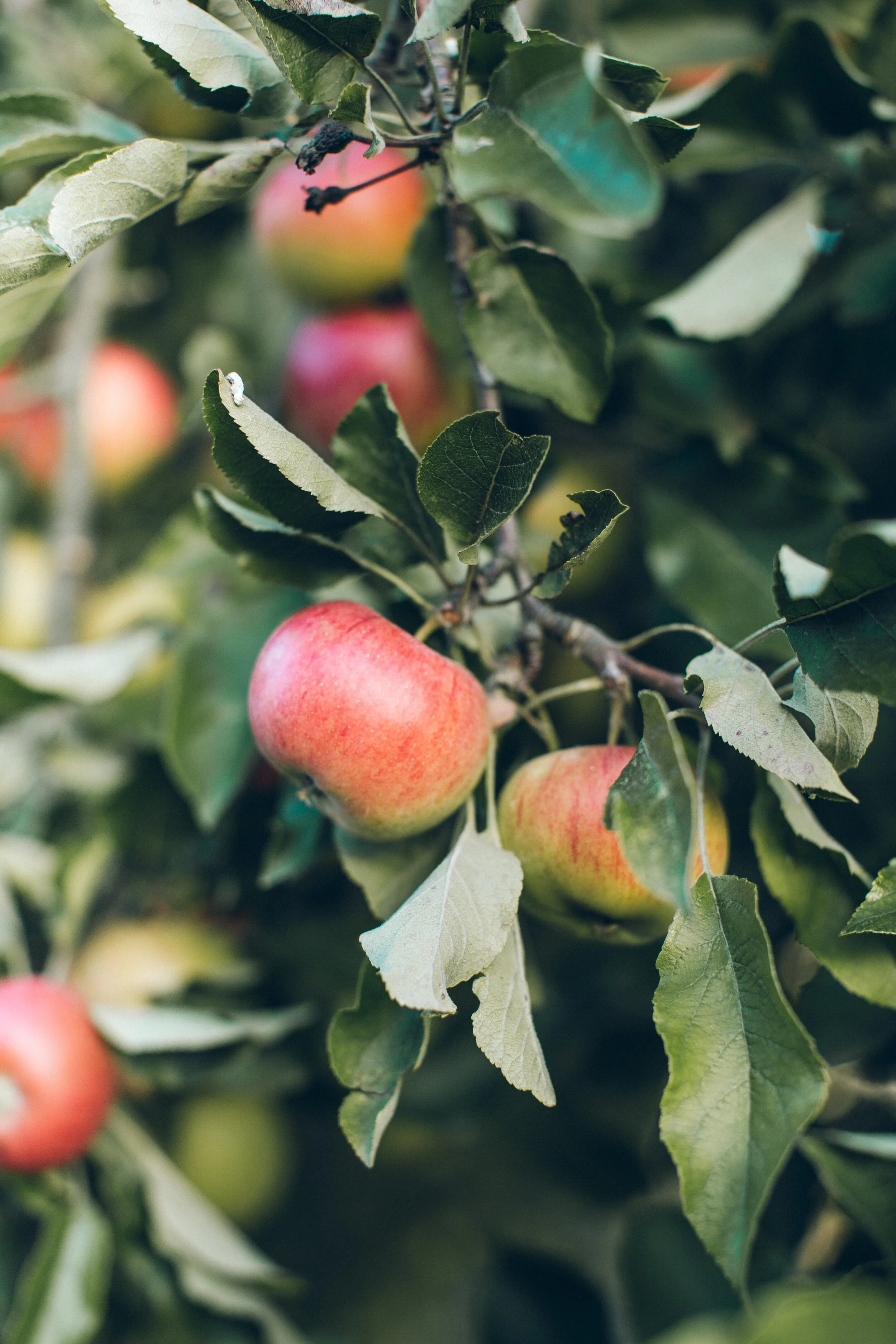 apples.jpg