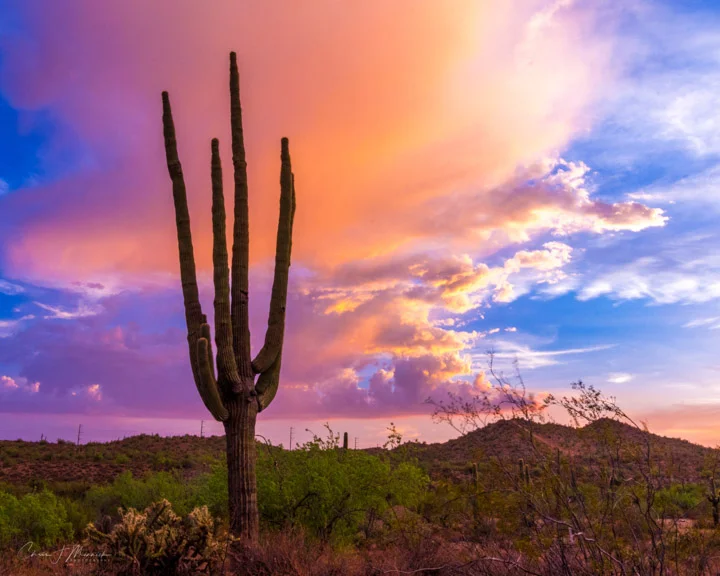 Desert Sunset, Phoenix, AZ