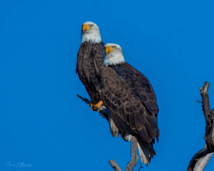 Bald Eagles, Avondale, AZ