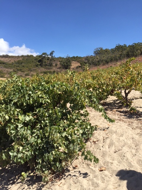 Chenin blanc vines at Badenhorst Family Wines in Swartland, South Africa
