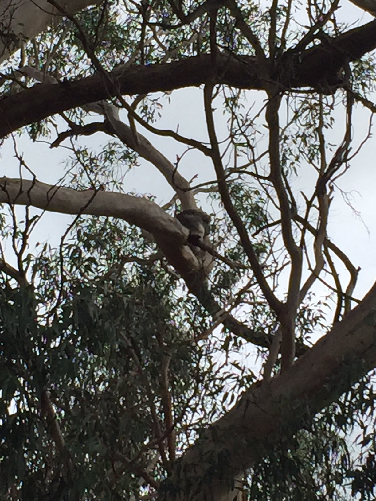 Can you spot the wine koala?