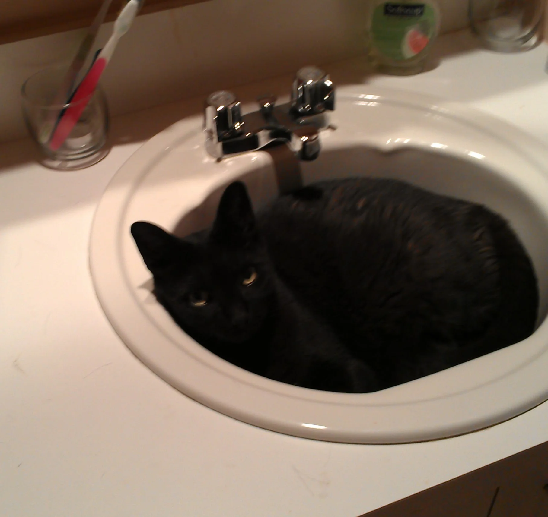 A cat in a bathroom sink. She would like some time and space and is ready for everyone to have left the room, thank you. Close the door behind you.