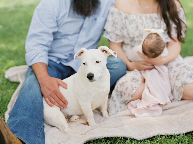 Newborn Photography with Dogs
