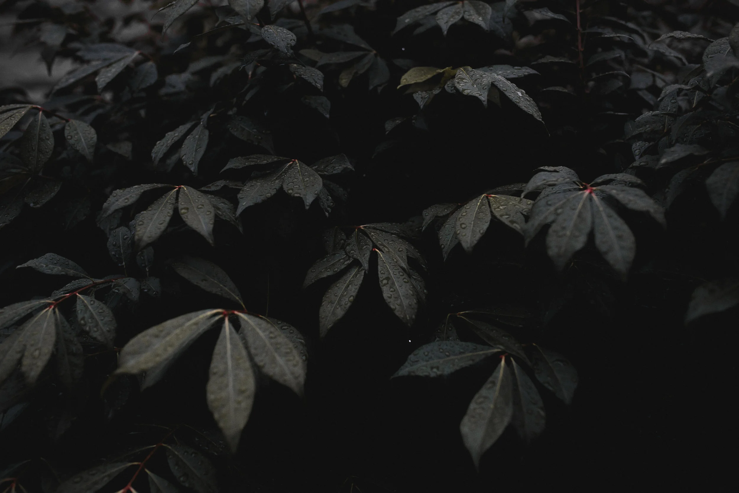 La edad del bosque