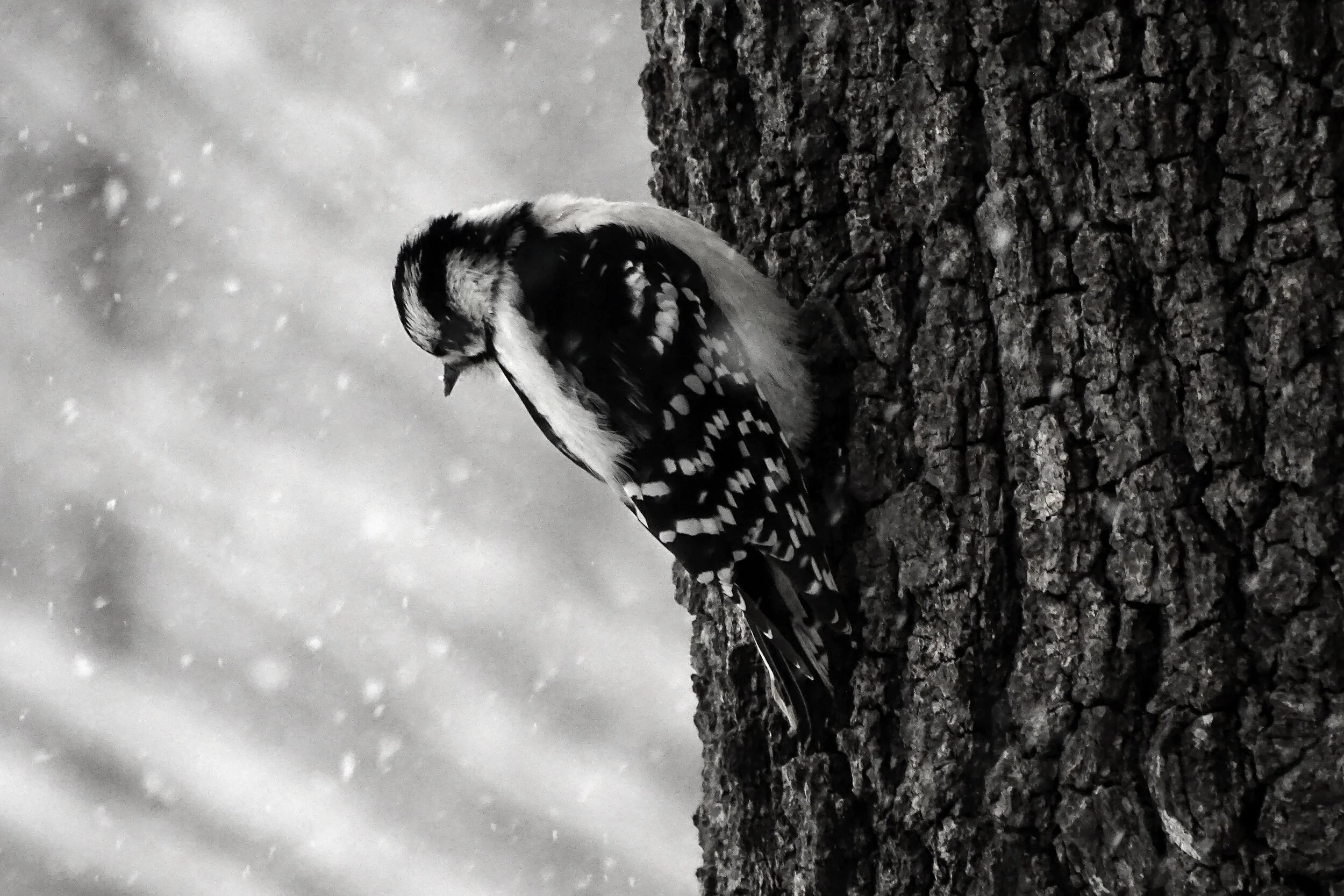 Pajarito