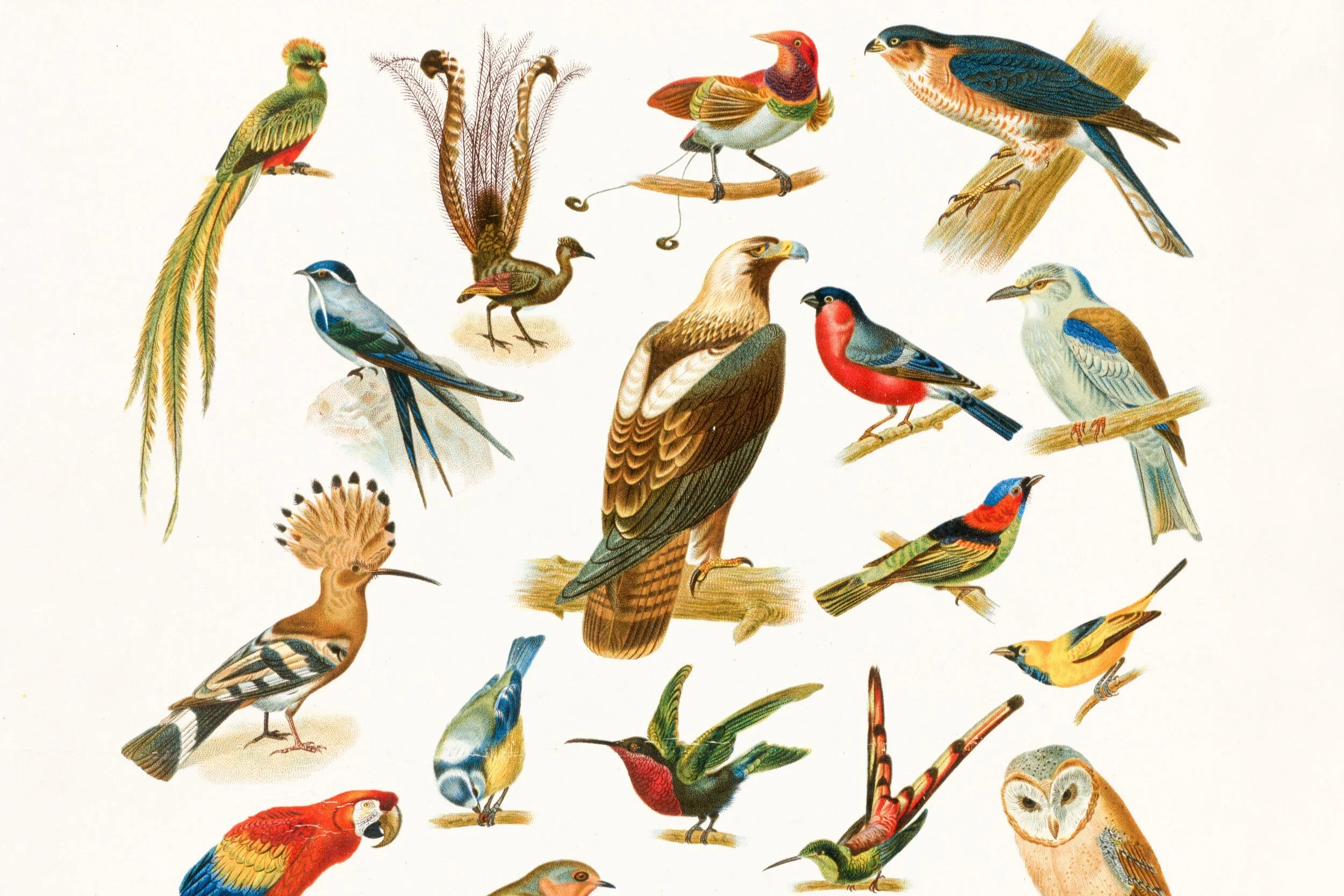 El pájaro verde