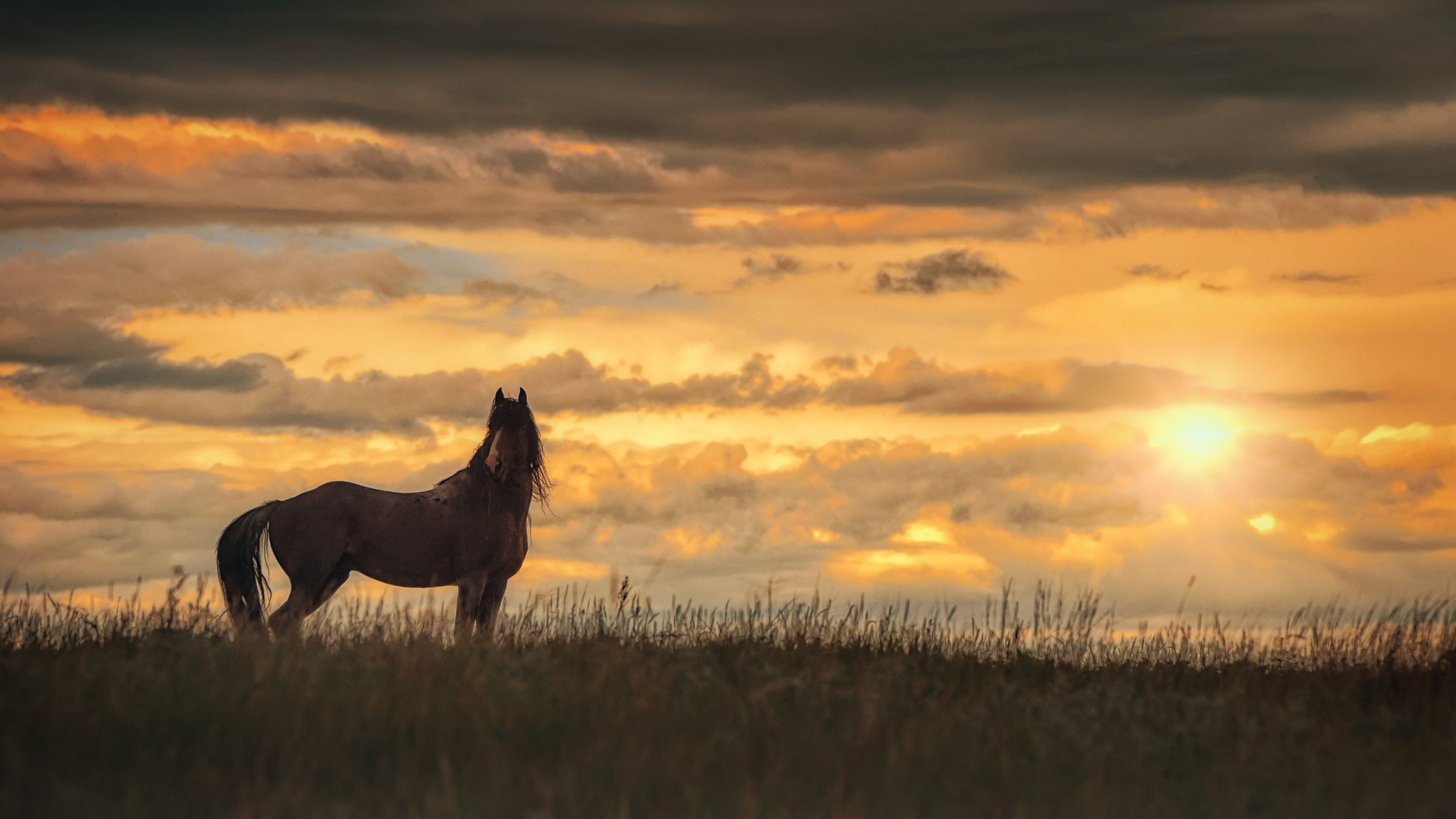 BLAZE_1715EE3EE3_2015.jpg