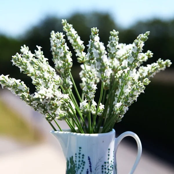 Exceptional (TM) Lavender <br/> <i>Lavandula x intermedia 'Exceptional' (TM) PPAF</i>