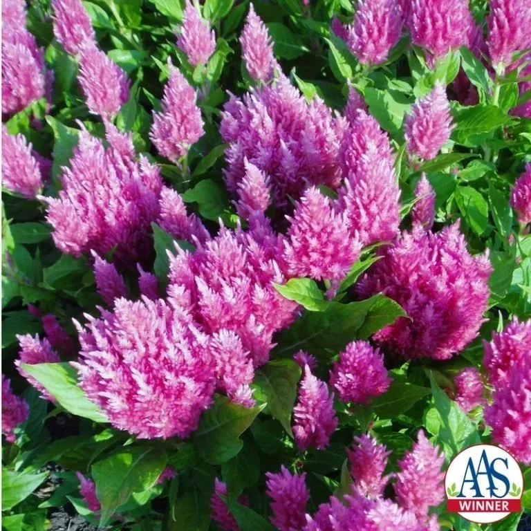 Celosia Castle Pink <br/> <i>Celosia plumosa</i>