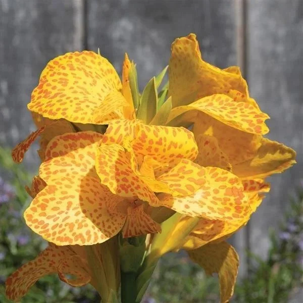 Canna, Cannova Gold Leopard <br/> <i>Canna x generalis ‘Gold Leopard‘</i>