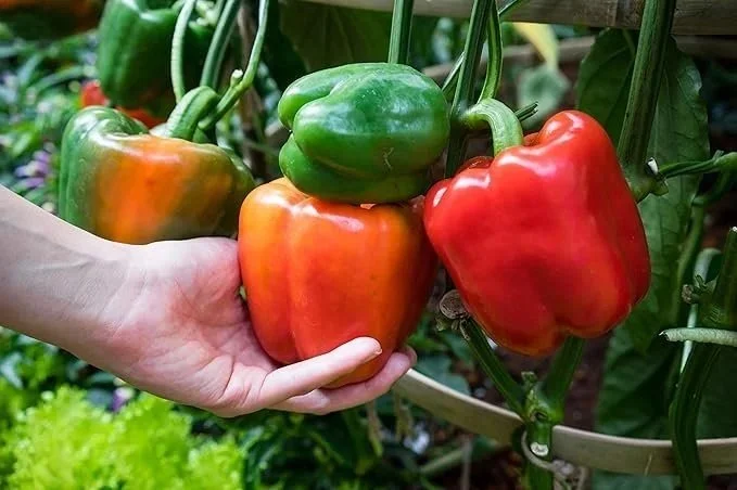 Pepper, Big Bertha <br/> <i>Capsicum annuum</i>