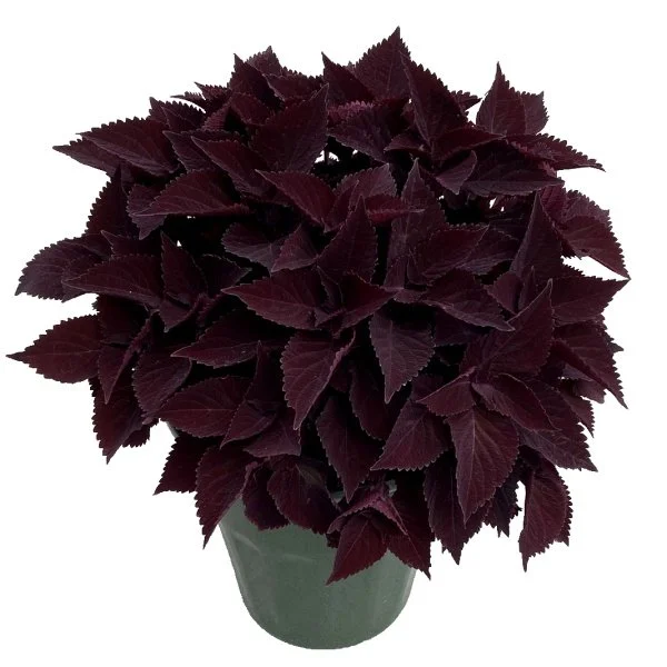 Coleus ‘Midnight Majestic' <br/> <i>Coleus scutellarioides</i>