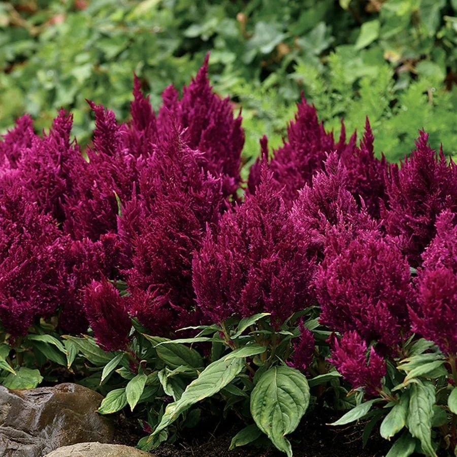 Celosia First Flame Purple <br/> <i>Celosia plumosa</i>