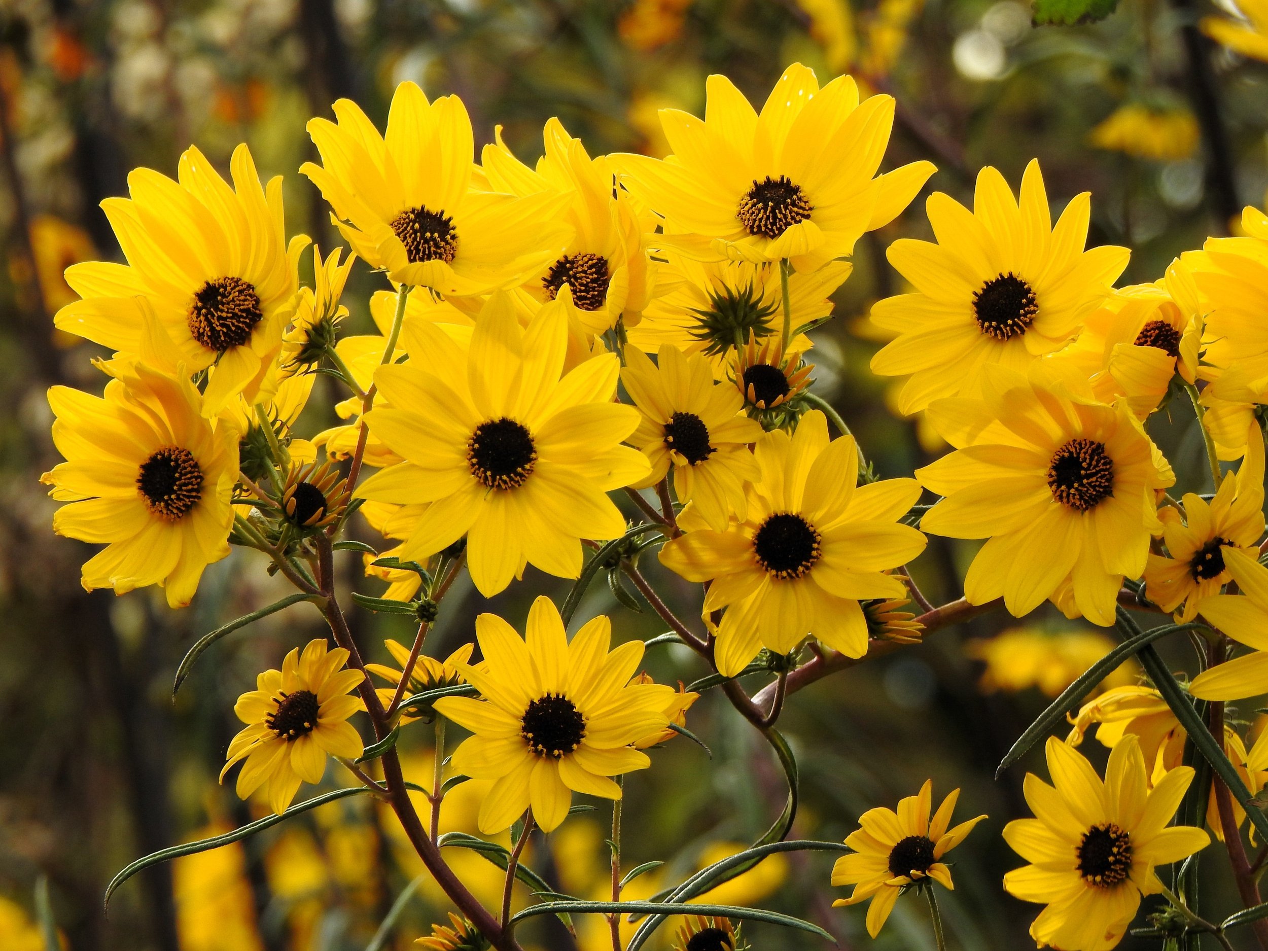 Narrow Leaf Sunflower <br/> <i>Helianthus angustifolius</i>
