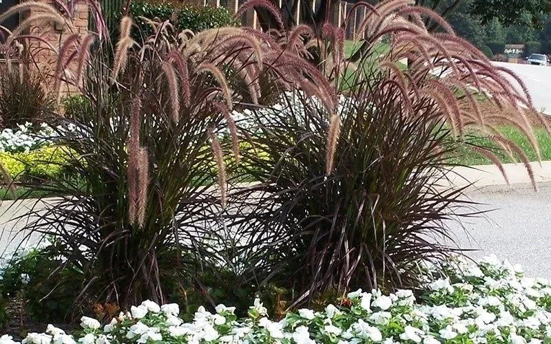 Purple Fountain Grass <br/> <i>Pennisetum rubrum</i>