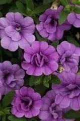 Calibrachoa Double Amethyst <br/> <i>Calibrachoa x hybrida</i>