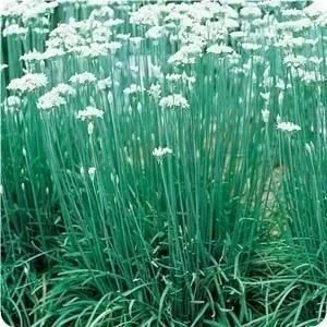 Chives, Garlic ORGANIC <br/> <i>Allium tuberosum</i>