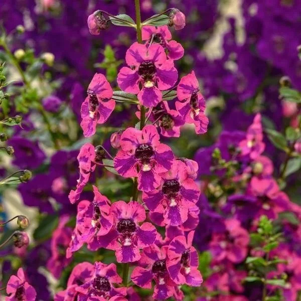 Summer Snapdragon Guardian Angel Berry Sparkler <br/> <i>Angelonia angustifolia</i>