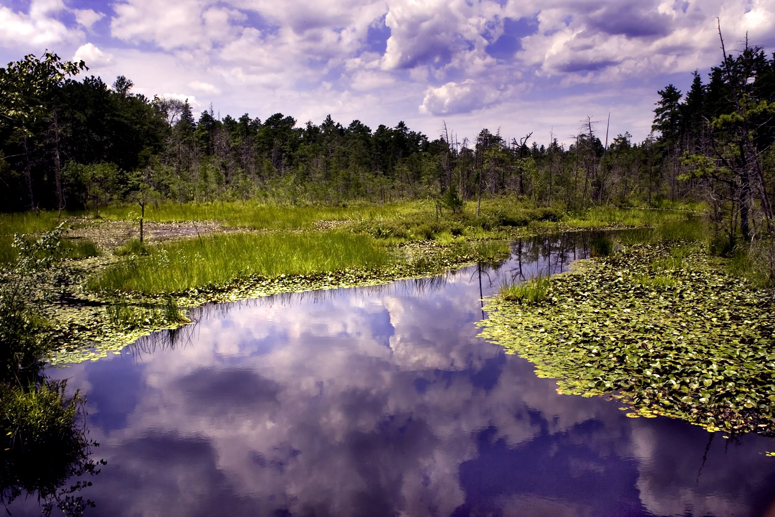 pine-barrens.jpg
