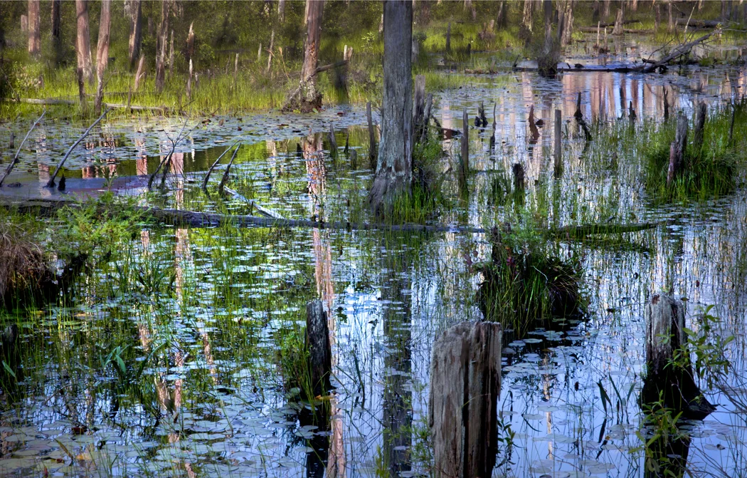Bog Reflection