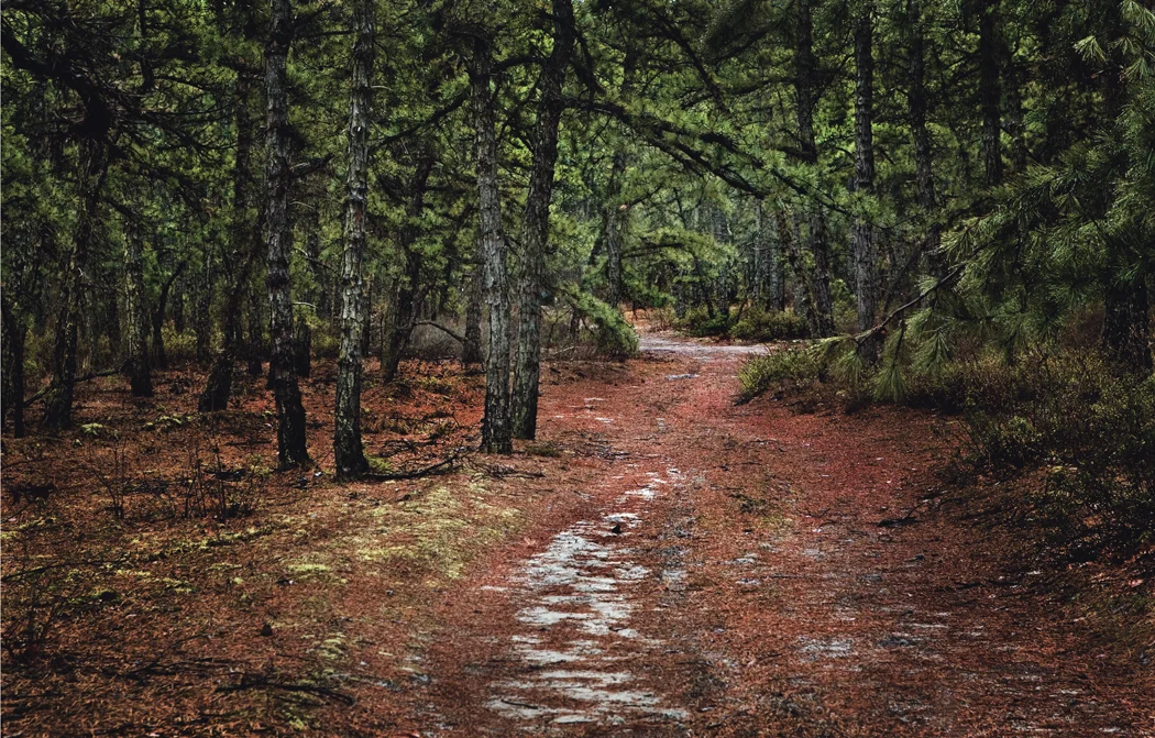 Pathway Along Batona Trail