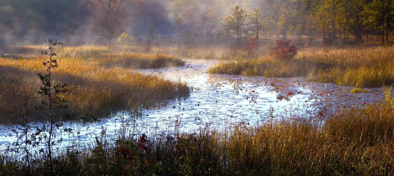 Batsto River Marsh