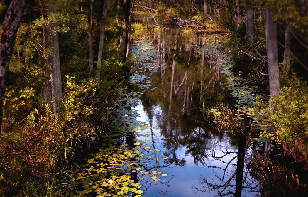 Oswego Tributary