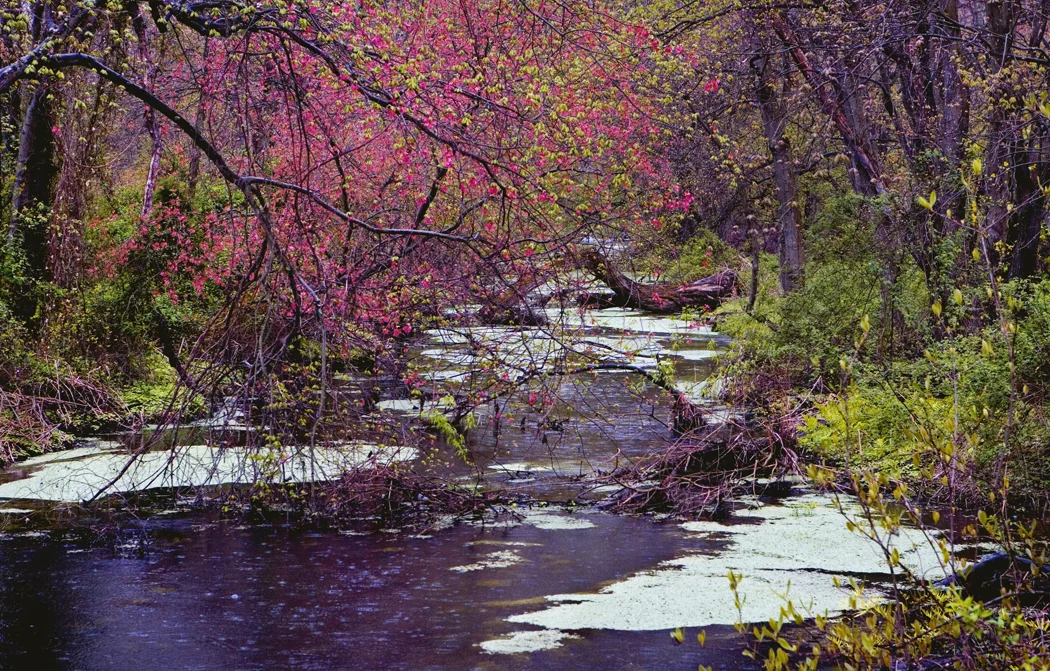 Spring Rain - Wading Water