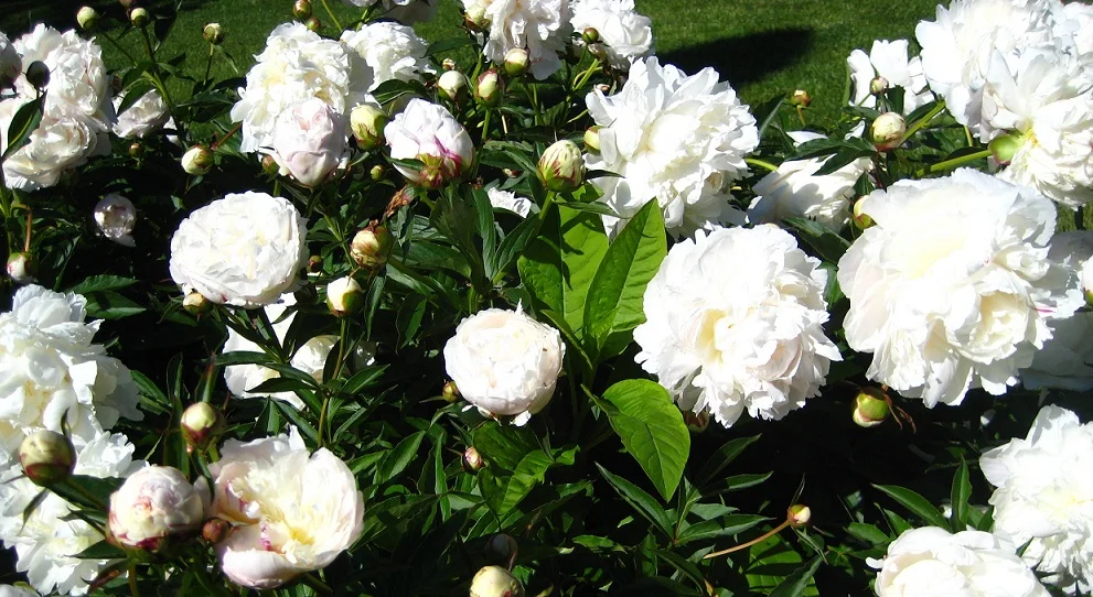 peonies.jpg
