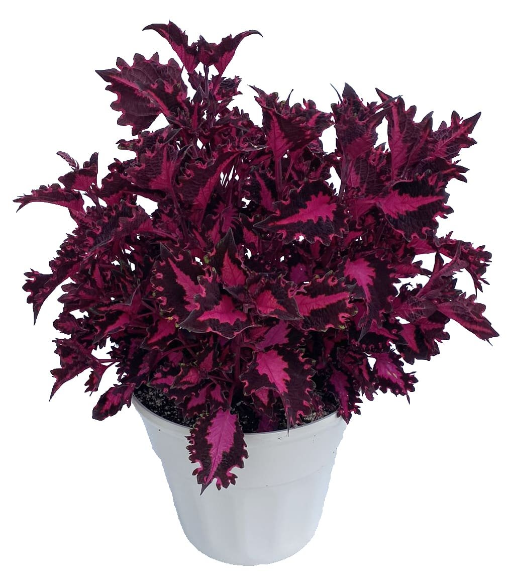 Coleus-Terrascape-Pink-Ribbons.jpg